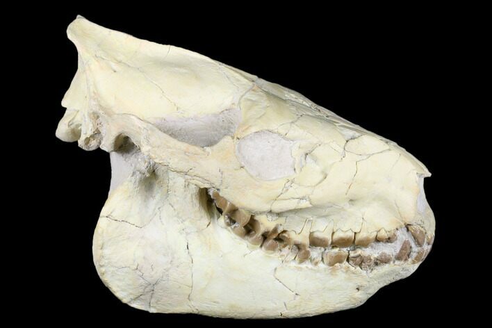 Fossil Oreodont (Merycoidodon) Skull - Wyoming #176530